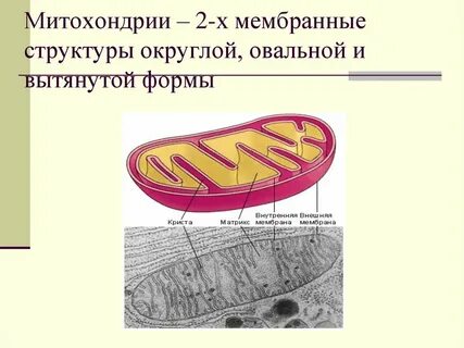 Митохондрия 2 мембраны