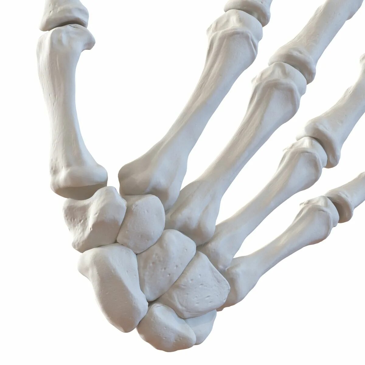 Кости руки. Кость руки. Кости ладони. Hand bone