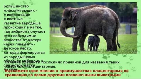 Класс млекопитающие развитие зародыша