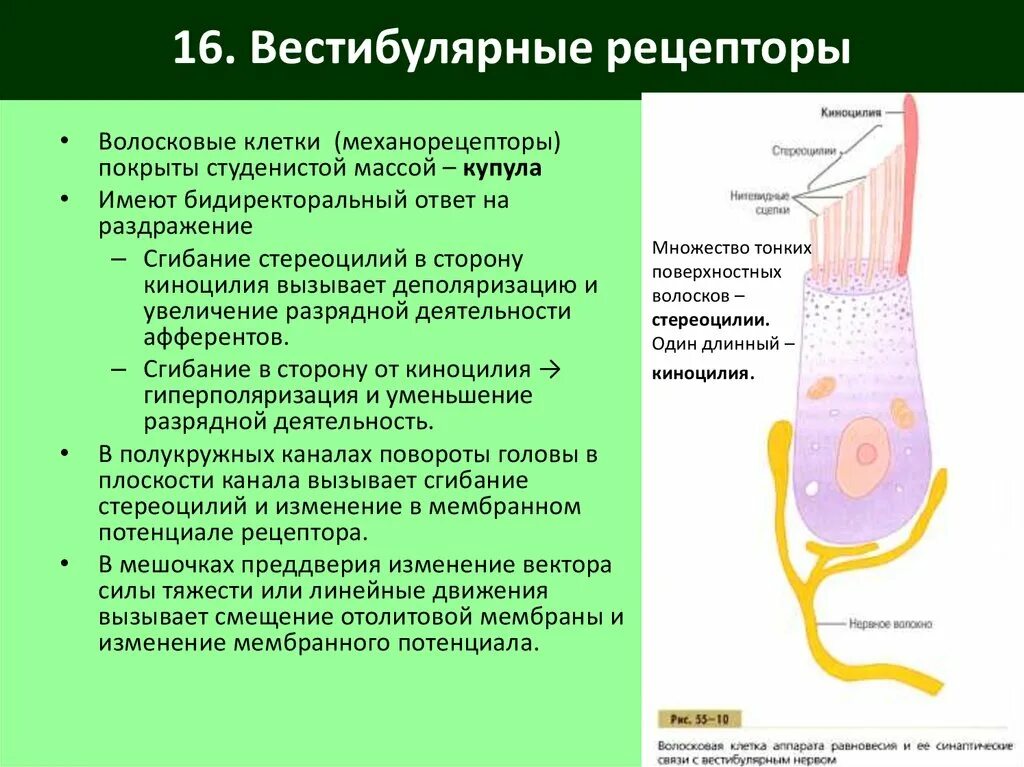Волосковые клетки органа равновесия. Вестибулярные рецепторы волосковые клетки. Волосковые клетки вестибулярного аппарата. Вестибулярная волосковая клетка.