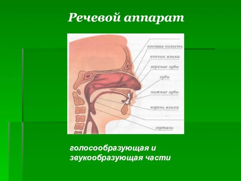 Русский язык голосовой. Строение речевого аппарата анатомия. Периферический отдел речевого аппарата это в логопедии. Структура строения речевого аппарата. Строение голосо-речевого аппарата.