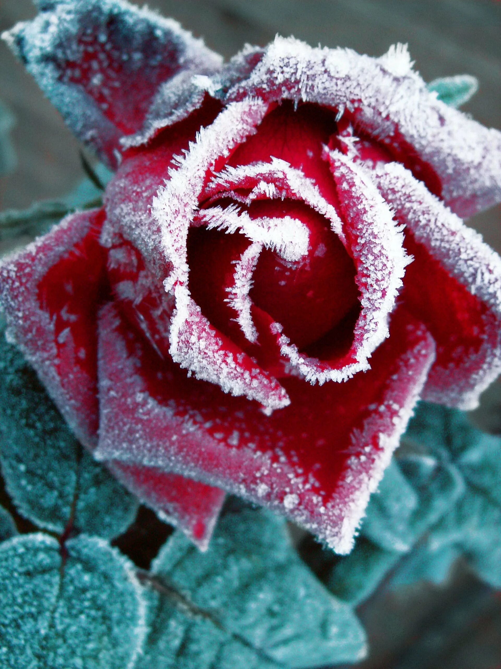 Розы в холодную воду или теплую. Зимние цветы. Цветы зимой.