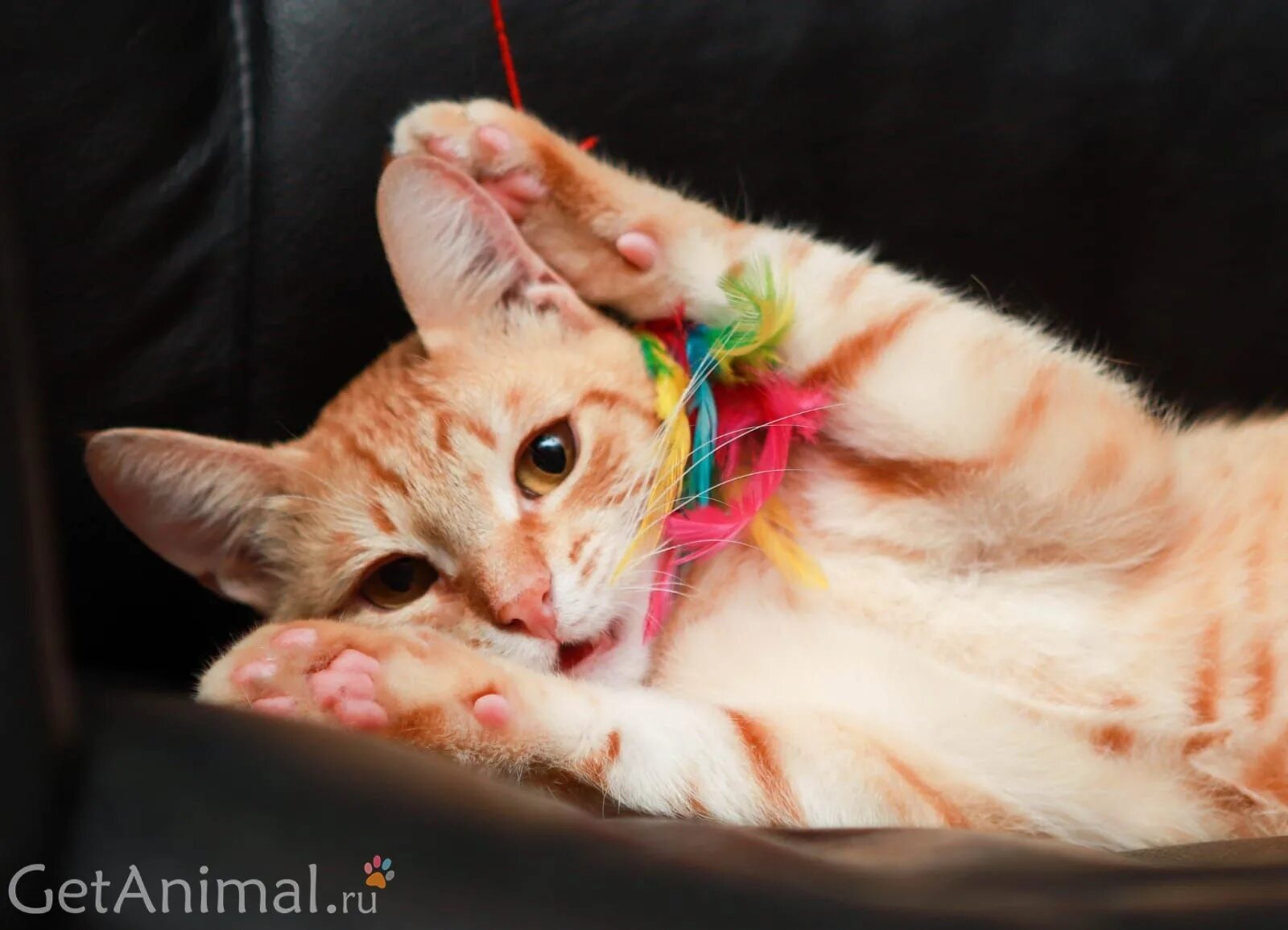 Лютик кот (черный). Котик лютик. Кот лютик. Фото кота лютик. Кот лютик.