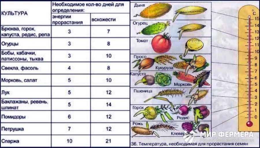 Срок всхожести семян таблица. Сроки прорастания семян таблица овощей. Сроки прорастания семян рассады овощей. Температура прорастания семян таблица. Сроки прорастания огурцов.