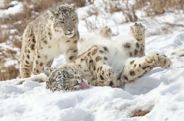 Драка барсов. Снежный барс обнимает. Снежный барс hd. Снежный барс в прыжке. Охота барса ирбис.
