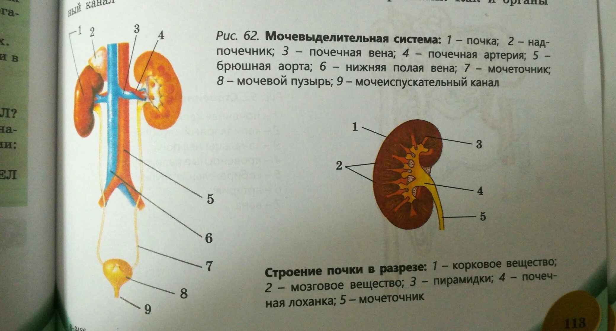 Почки научная статья. Строение выделительной системы строение почки. Анатомия мочевыделительной системы строение почки. Строение и функции почек 8 класс биология. Почки человека биология 8 класс.