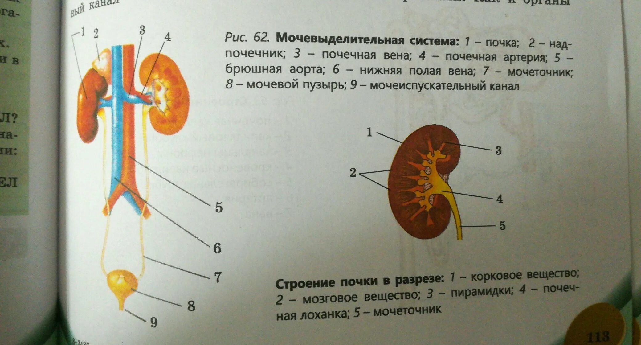 Тест мочевыделительная система 8 класс с ответами