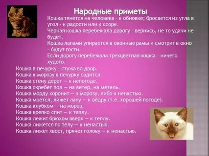 Почему кошка пришла