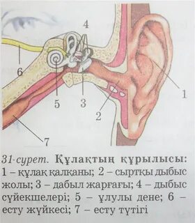 Азиялық дене суреті