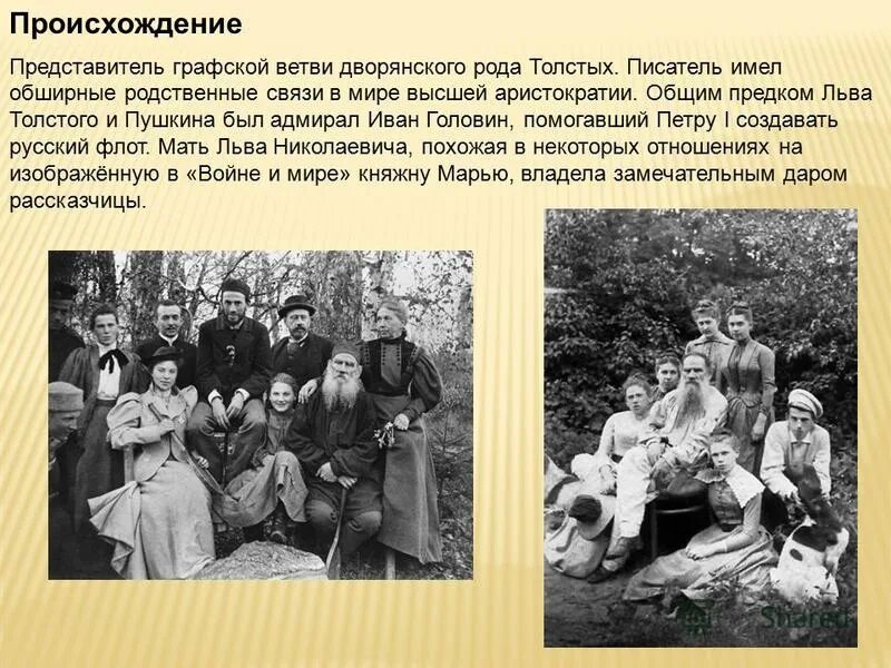 Почему толстой показал. Почему толстой показал