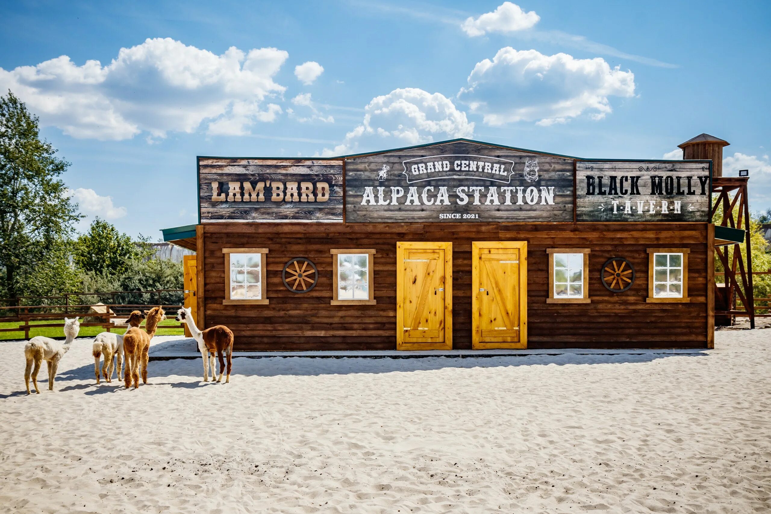 Парк альпак воронеж. Парк альпак воронеж. Альпаки воронеж белый колодец. Альпаки воронеж белый колодец. Альпака белый колодец воронеж.