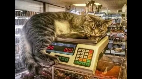 3 кота килограмм
