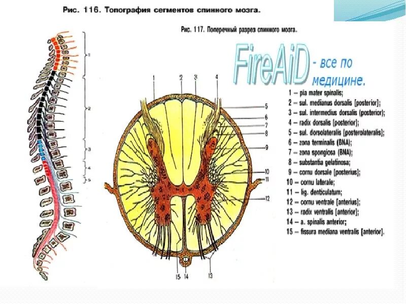 Схема сегмента спинного мозга поперечный разрез. Спинной мозг строение сегмента спинного мозга. Внутреннее строение спинного мозга поперечный разрез. Внутреннее строение спинного мозга в разрезе.