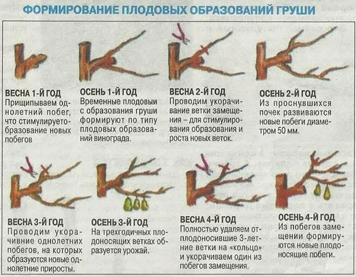 Обрезка облепихи осенью схема. Обрезка плодовых колоновидной яблони. Формирование яблони колоновидной схема. Обрезка колоновидной яблони весной для начинающих в картинках.