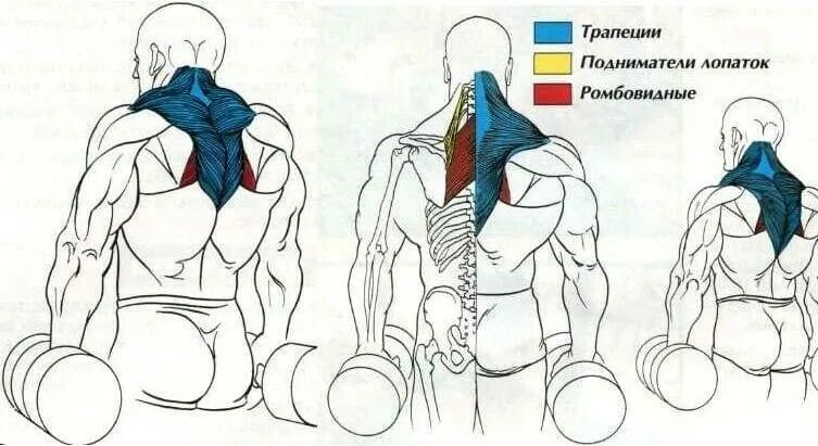 Упражнения на трапециевидную. Шраги на ромбовидные мышцы спины. Трапециевидная мышца шеи упражнения. Трапециевидная мышца упражнения с гантелями.