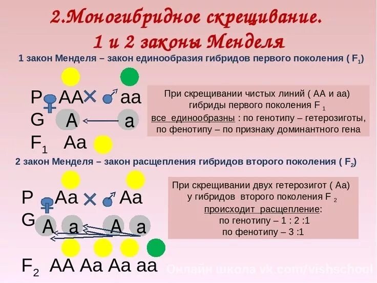 Каковы генотипы гомозиготных родительских форм при моногибридном. Моногибридное скрещивание 2 закон. Схема первого и второго закона Менделя. Второй закон Менделя формулировка 9 класс. Первый и второй закон Менделя.