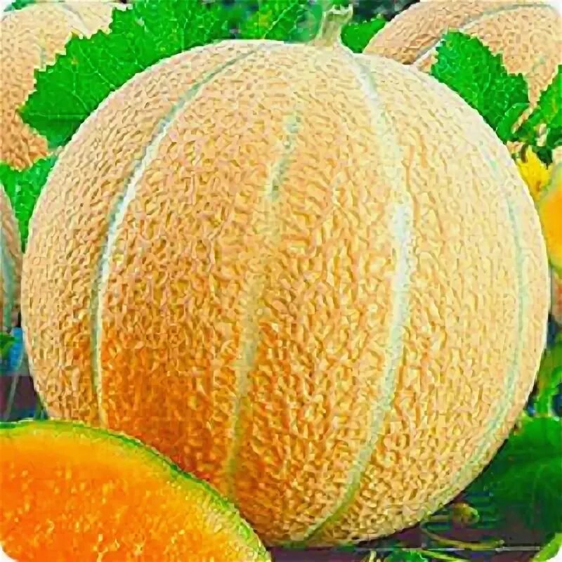 Дыня медовый месяц. Дыня медовый месяц