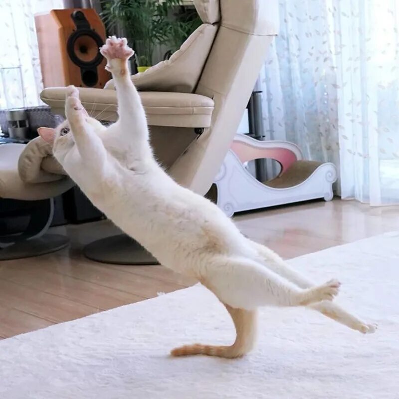 Как сделать танцующего кота