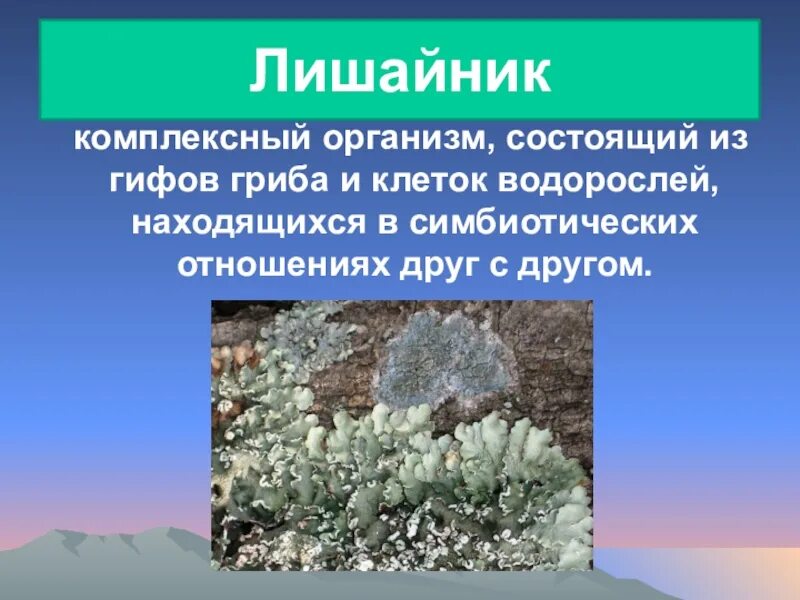 Лишайник взаимоотношения водорослей и гифов. Взаимоотношения гриба и водоросли в теле лишайника. Комплексный организм гриба. Роль гиф гриба в лишайнике. Лишайник состоит из гриба