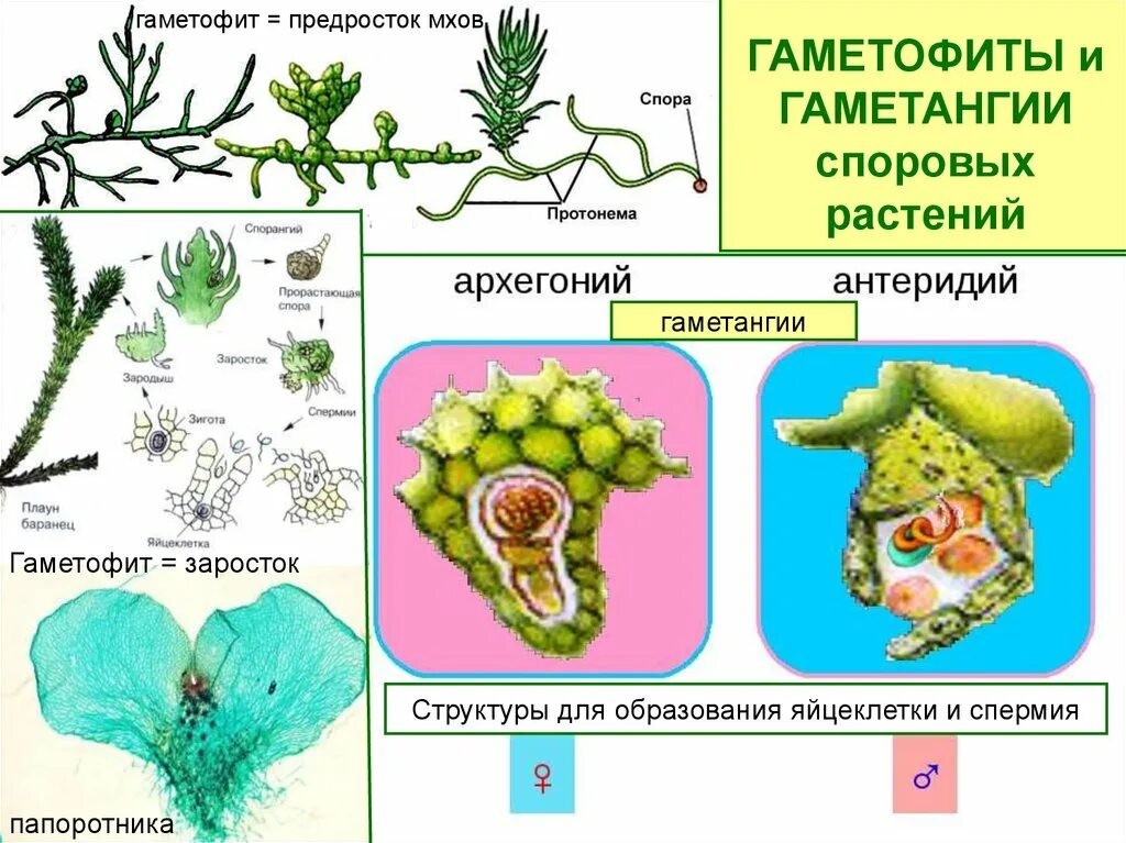 На этой структуре развивается несколько гаметофитов. Заросток мха. Протонема мохообразных. Гаметофит мха. Заросток плауна.