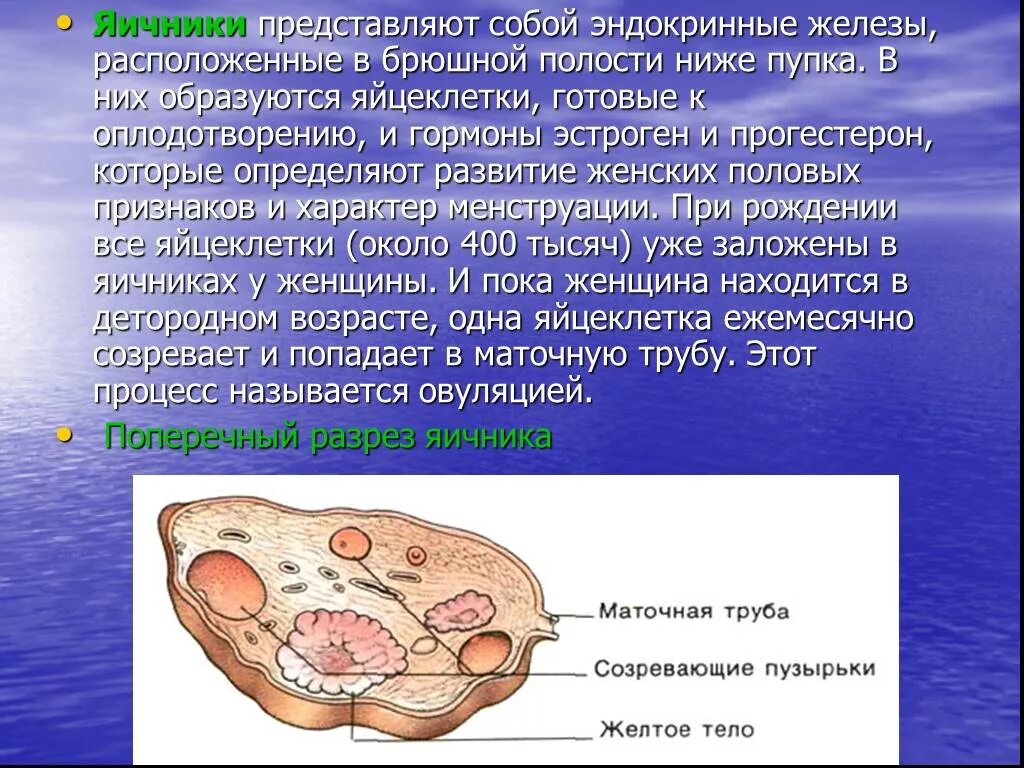 Какие железы расположены в брюшной полости. Яичники расположение. Яичники находятся в брюшной полости. Яичник эндокринная железа.