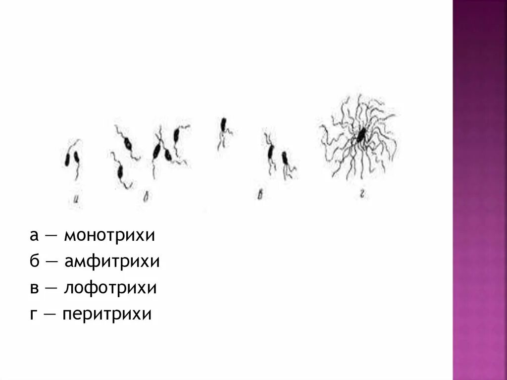 Лофотрихи. Монотрихи перитрихи амфитрихи. Монотрихи лофотрихи. А – монотрихи; б – амфитрихи; в – лофотрихи; г – перитрихи. Монотрихии, лофотрихии, Амфитрихии и перитрихии.