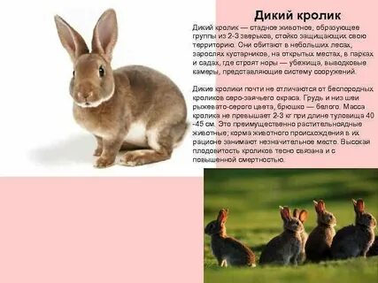 Год кролика характеристика людей