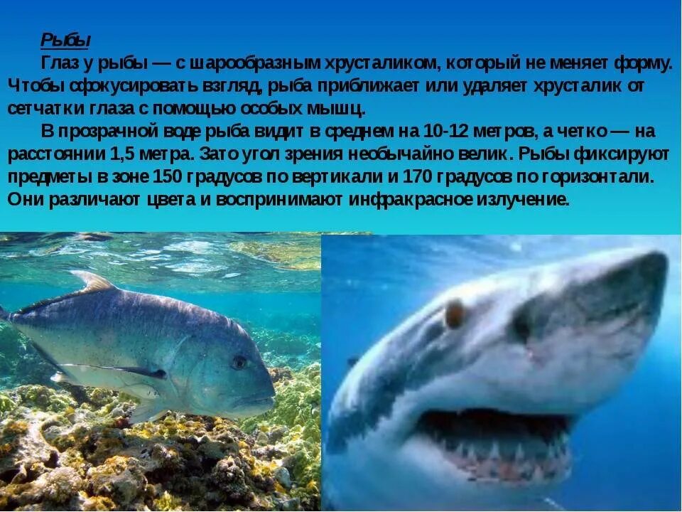 Как рыба видит в воде. Каким видят мир рыбы. какие цвета видит рыба. как видят рыбы. зрение рыб.
