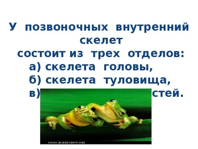 У позвоночных состоит из 3 отделов. У позвоночных скелет состоит из 3 отделов. Скелет большинства позвоночных животных образован. У позвоночных позвоночник состоит из 3 отделов.