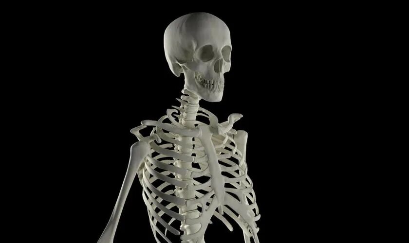 Better skeletons