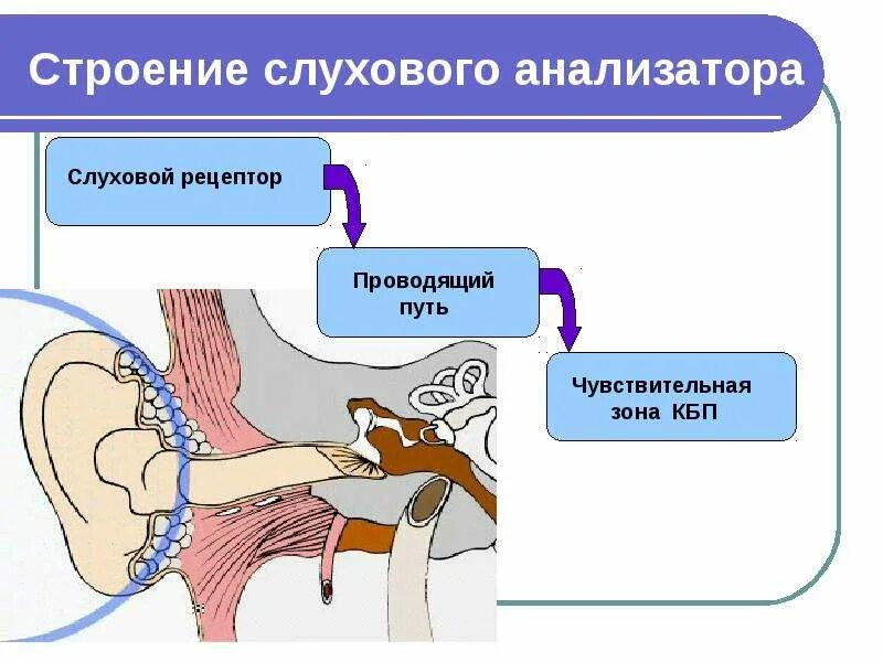 Строение строение уха строение уха человека. Ушной анализатор 8 класс. Отделы периферического отдела слухового анализатора. Дыхание и слухового. Слуховой анализатор среднее и внутреннее ухо.