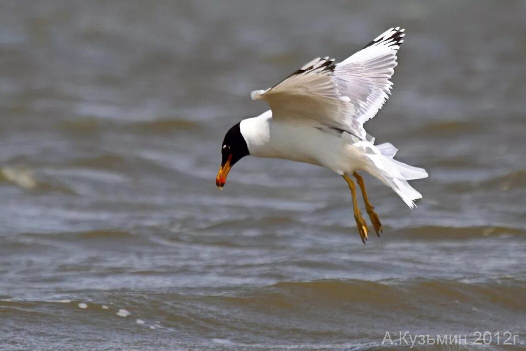 Черноголовый хохотун. Черноголовый хохотун (Larus ichthyaetus). Черноголовый хохотун - Larus ichthyaetus Pallas, 1773. Черноголовый хохотун – Larus ichthyaetus Pallas. Черноголовая Чайка хохотун красная книга.