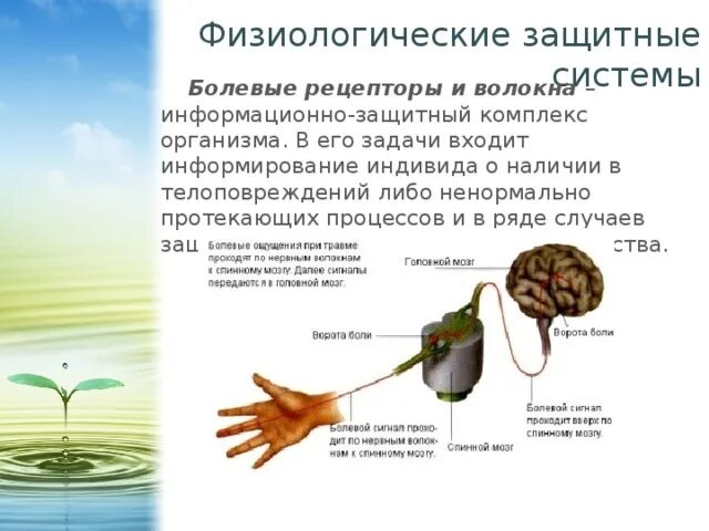 Задания по экологии Учебно-методическое пособие к урокам