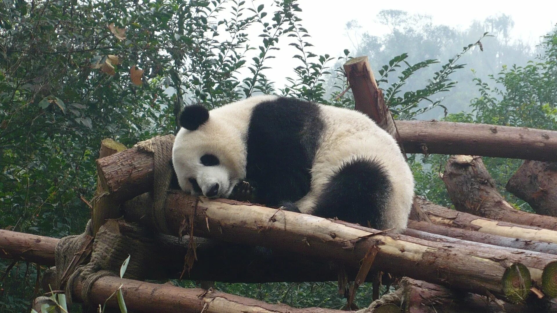 Большая панда живет. Сычуань Чэнду панды. Chengdu research Base of giant Panda breeding. Китай Chengdu панды. Резерваты гигантской панды в провинции Сычуань.