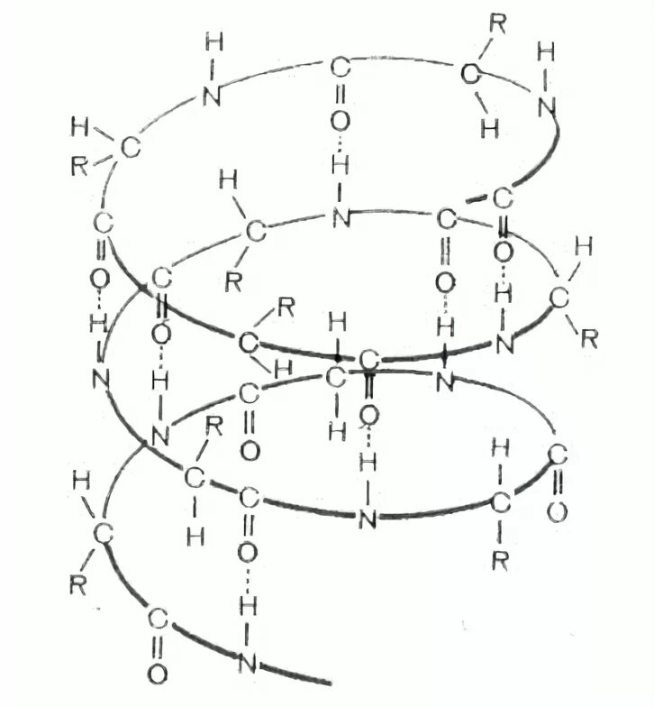 Вторичная структура белка рисунок. Альфа спираль вторичной структуры. Конфигурация вторичной структуры белка. Третичная структура Альфа спираль.