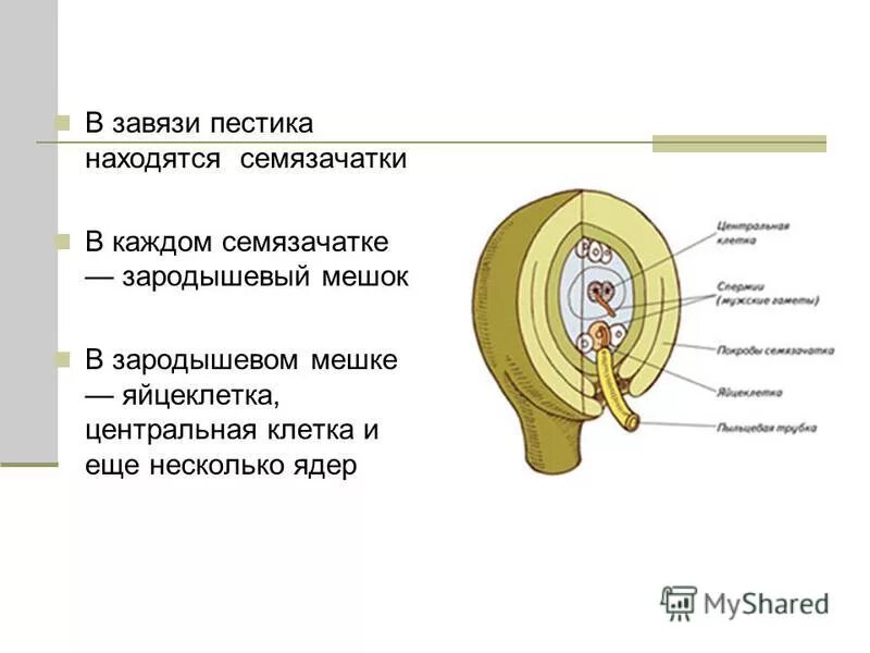 Где в цветке располагаются семязачатки. Зародышевый мешок расположен в. Семязачаток и зародышевый мешок. Строение зародышевого мешка. Строение семязачатка.