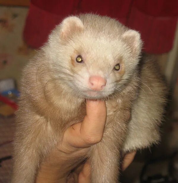 Хорек удивительные факты. Факты о хорьках домашних интересные. Хорёк домашний в квартире. Содержание хорька. Хорьки фретка 2 месяца.