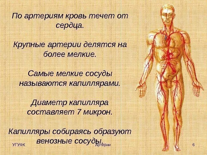 Артерии человека. Внутренняя грудная артерия анатомия. Крупнейшая артерия называется. Артерии это кратко. Артерии.