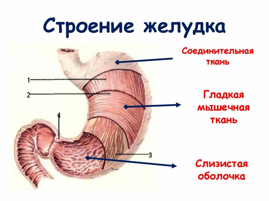 Желудок расположение строение функции. Строение желудка части. Анатомическое строение,расположение,функции желудка. Желудок топография строение функции. Строение желудка 8 класс