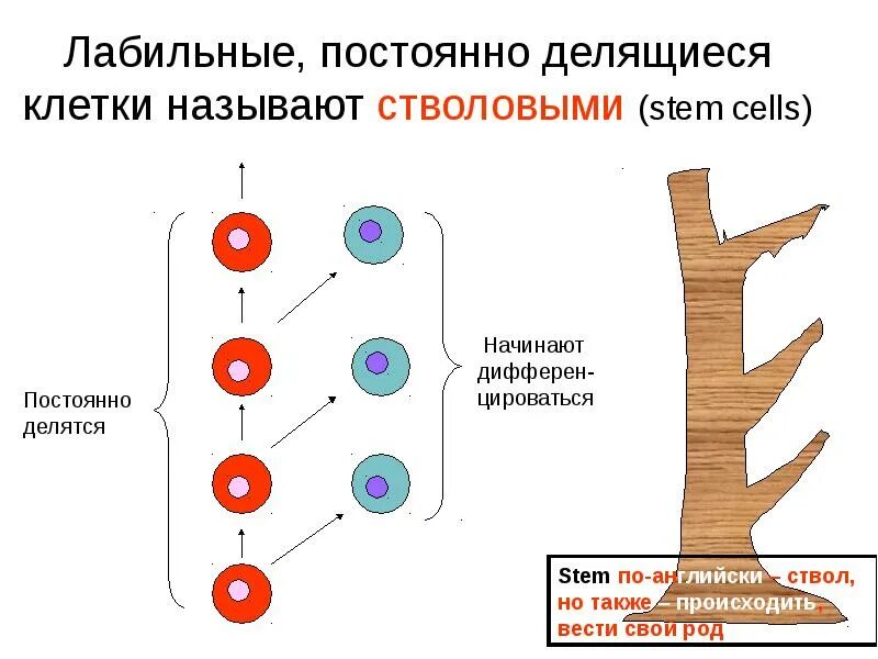 Делятся ли клетки