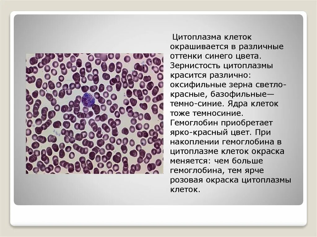 Окраска ядер клеток. Цитоплазма клеток окрашивается. оксифильная цитоплазма клеток. зернистость цитоплазмы. оксифильная цитоплазма это.