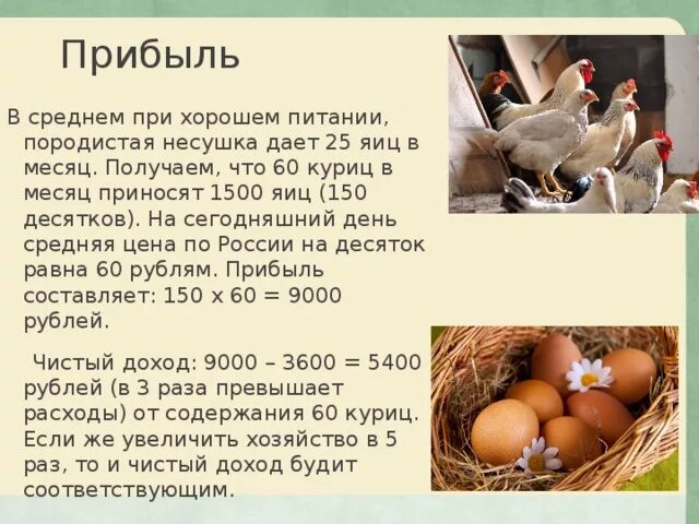 Курица первого дня. Сколько яиц несет курица. Сколько яиц несет курица в день. Сколько яиц несет курица в год. Сколько яиц дает курица Несушка в день.