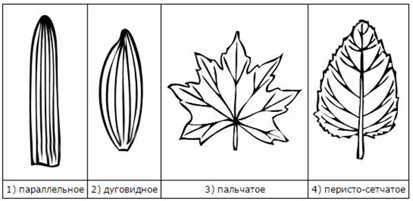 Лист бумаги впр 5 класс. Типы жилкования листьев 6 класс биология. жилкование листа 5 класс биология. жилкование листа впр. жилкование листа параллельное дуговидное пальчатое.