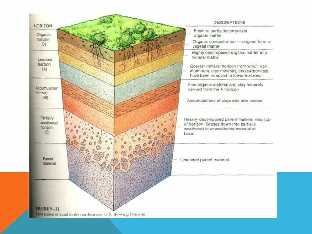 Срез география. Слои земли по порядку почва. Глинистая почва слои. Слои грунта земли. Почвенный срез схема.