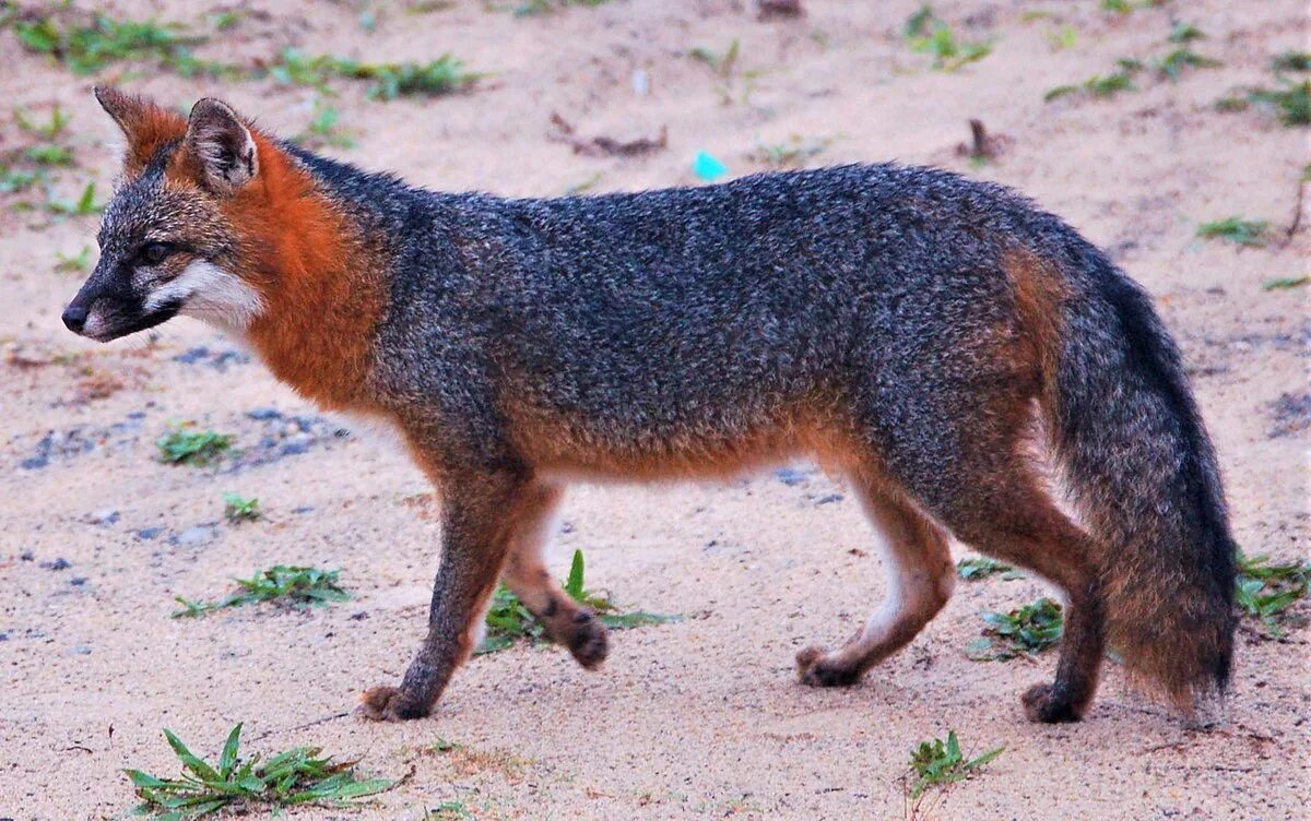 Тибетская лисица Vulpes ferrilata. Серая лисица Urocyon cinereoargenteus. Островная лисица. (Urocyon cinereoargenteus на дереве.