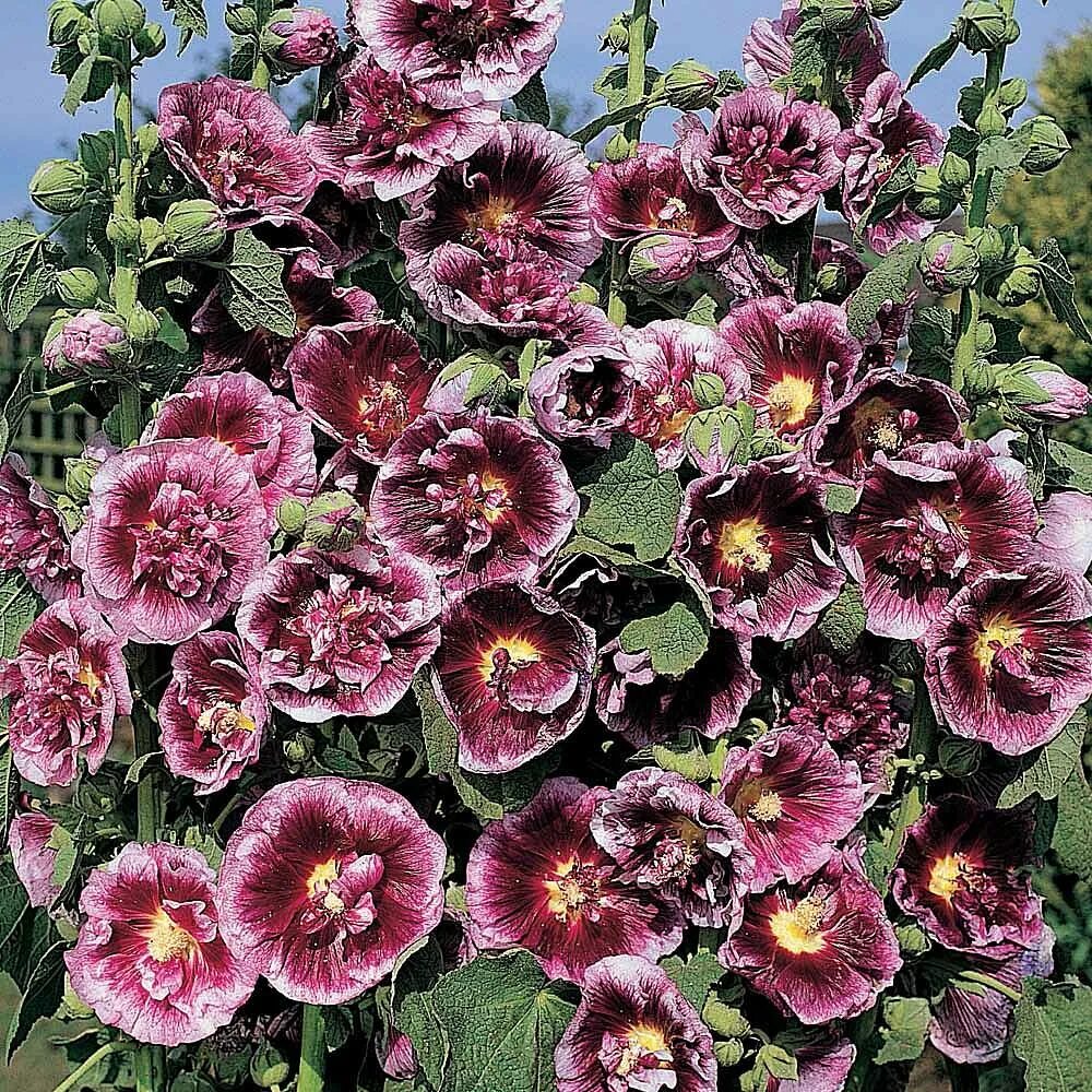 Мальва сорта. Мальва джет блэк. мальва – alcea rosea.