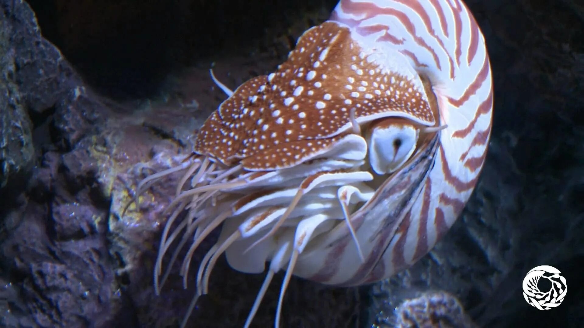 Наутилус головоногие. Головоногие моллюсков Наутилус. Наутилус моллюск с осьминогом. Наутилус Помпилиус моллюск. Каракатицу едят