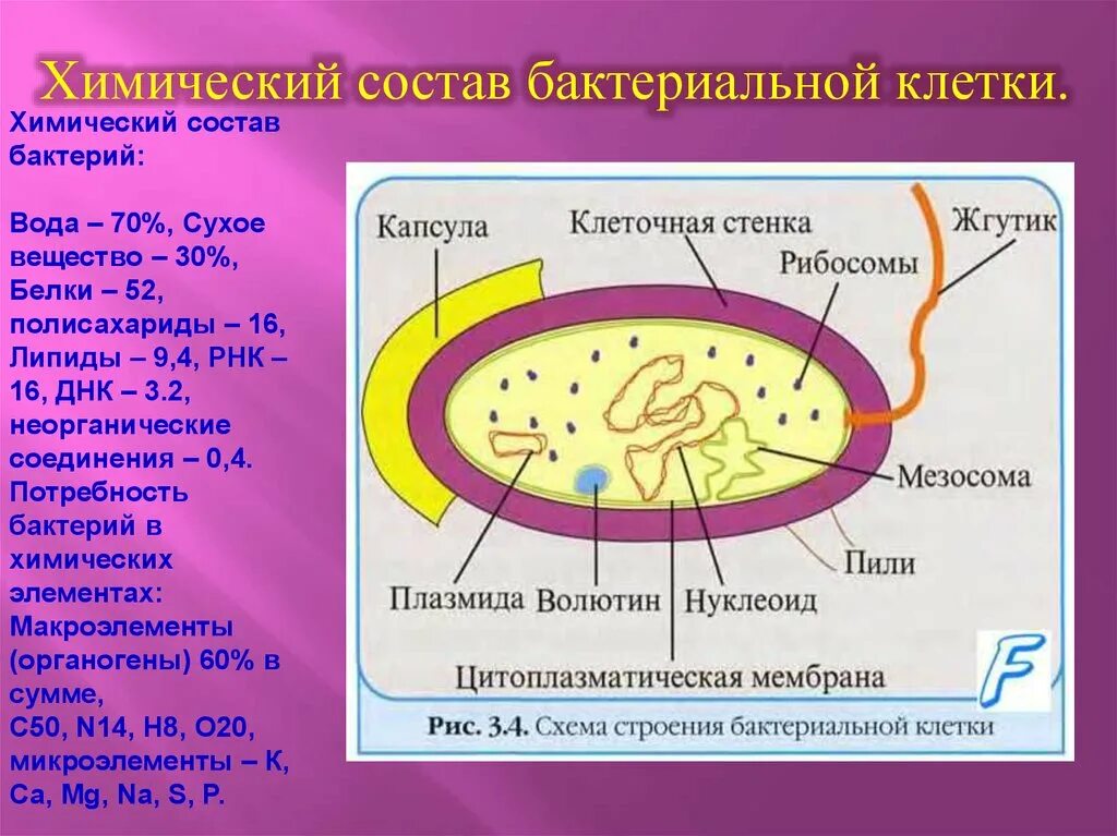 Строение и физиология бактериальной клетки. Химическая структура бактериальной клетки. Химический состав клетки бактерии. Химическое строение бактерий.