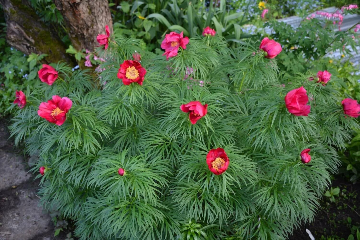Пион уклоняющийся марьин корень. Пион уклоняющийся (paeonia anomala). Пион уклоняющийся (paeonia anomala). Дикий пион марьин корень. Пион уклоняющийся (paeonia anomala).