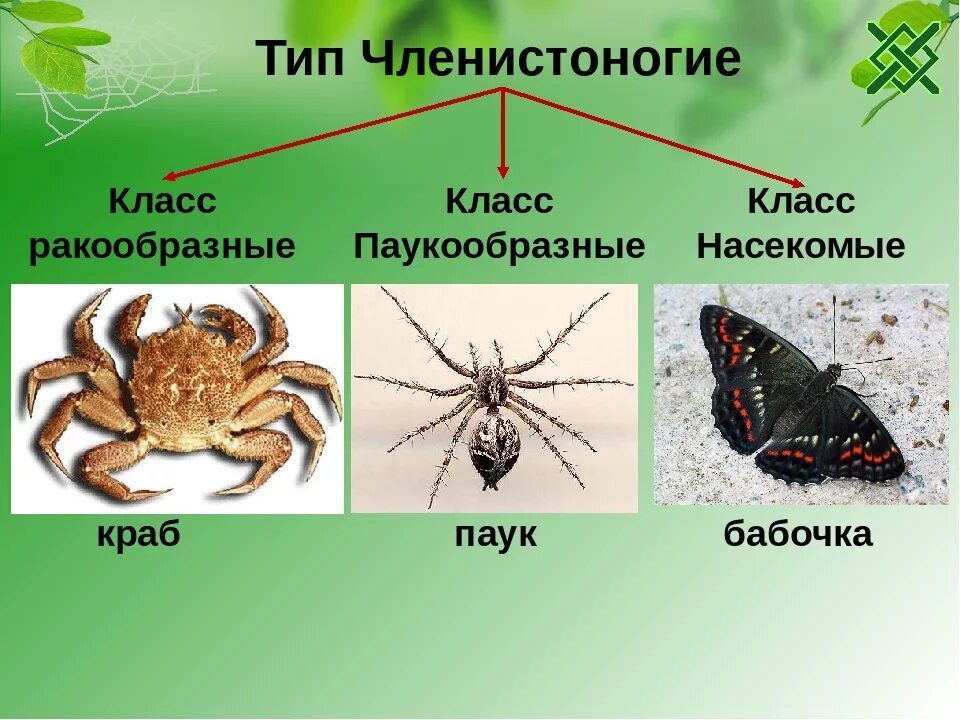 Членистоногие какой тип. Класс ракообразные паукообразные насекомые. Тип Членистоногие. Членистоногие класс насекомые. Представители насекомых членистоногих.